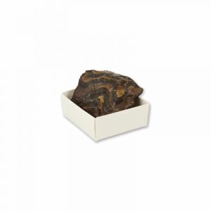 Raw gemstone Stromatolite in Box