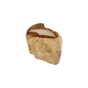 Fossil Wood from Java Half Polished