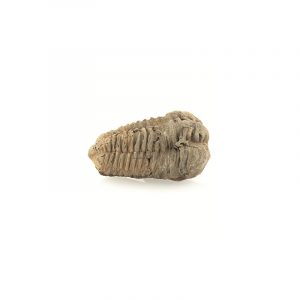 Fossil Vibrate brown approx. 6 cm