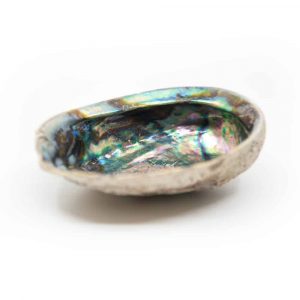 Abalone Shell - New Zealand - 12 to 16 cm