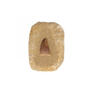 Mosasaur Tooth on Rectangular Stone