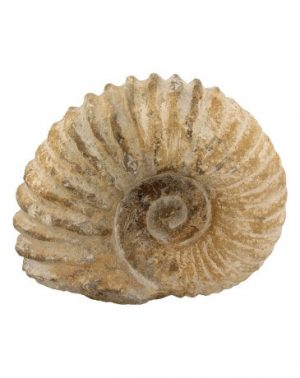 Ammonite 'Tractor Wheel' Shape Raw Large