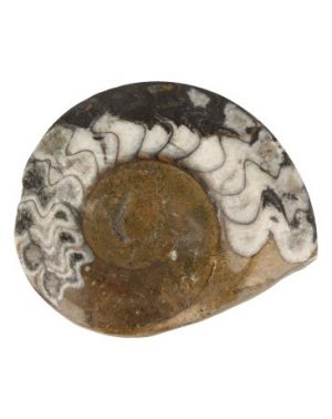 Goniatite Piece Half Polished 8-10 cm
