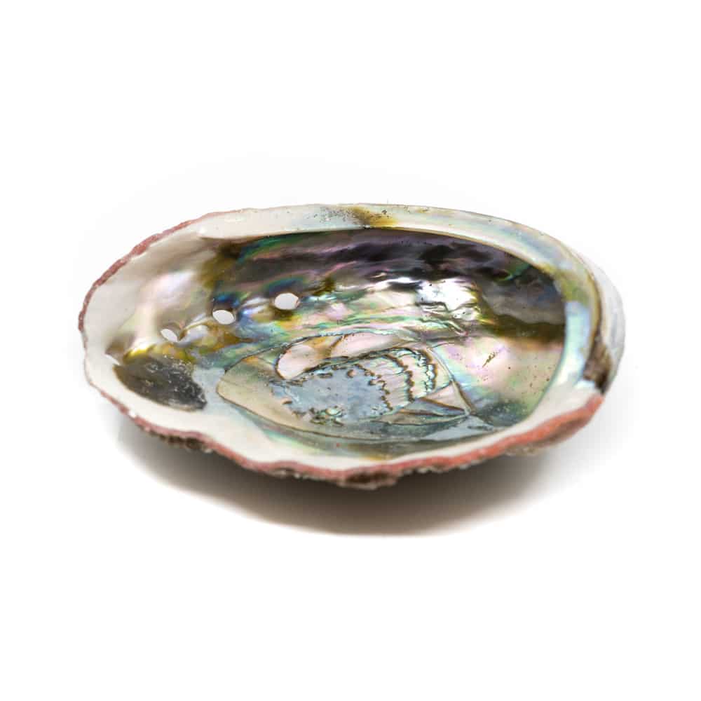 Abalone Shell - Large - 90 to 100 mm