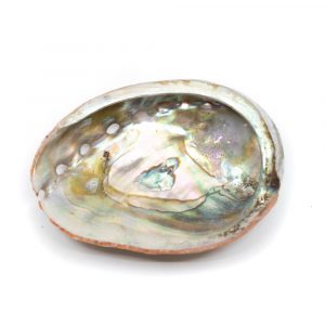 Abalone Shell - Small - 50 to 70 mm
