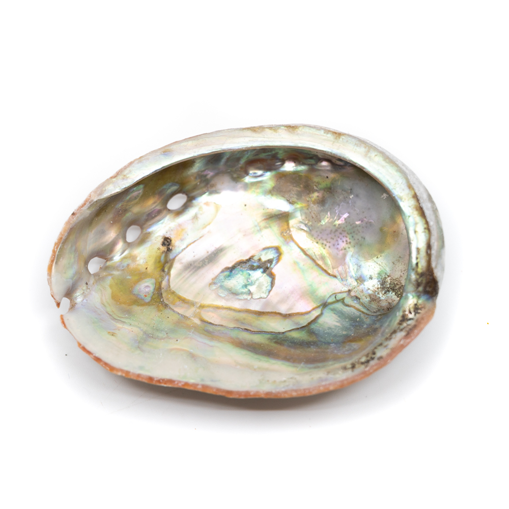 Abalone Shell - Small - 50 to 70 mm