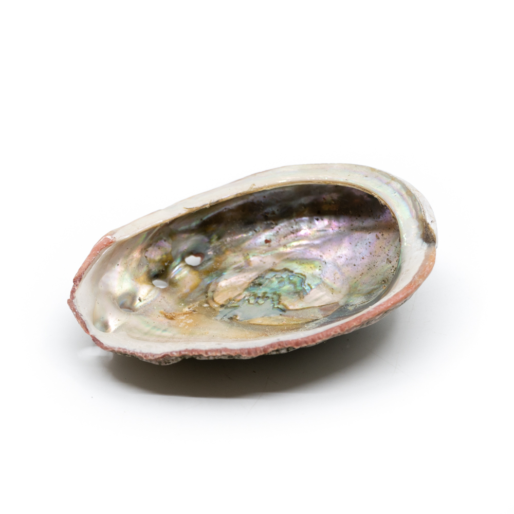 Abalone Shell - Medium - 70 to 90 mm