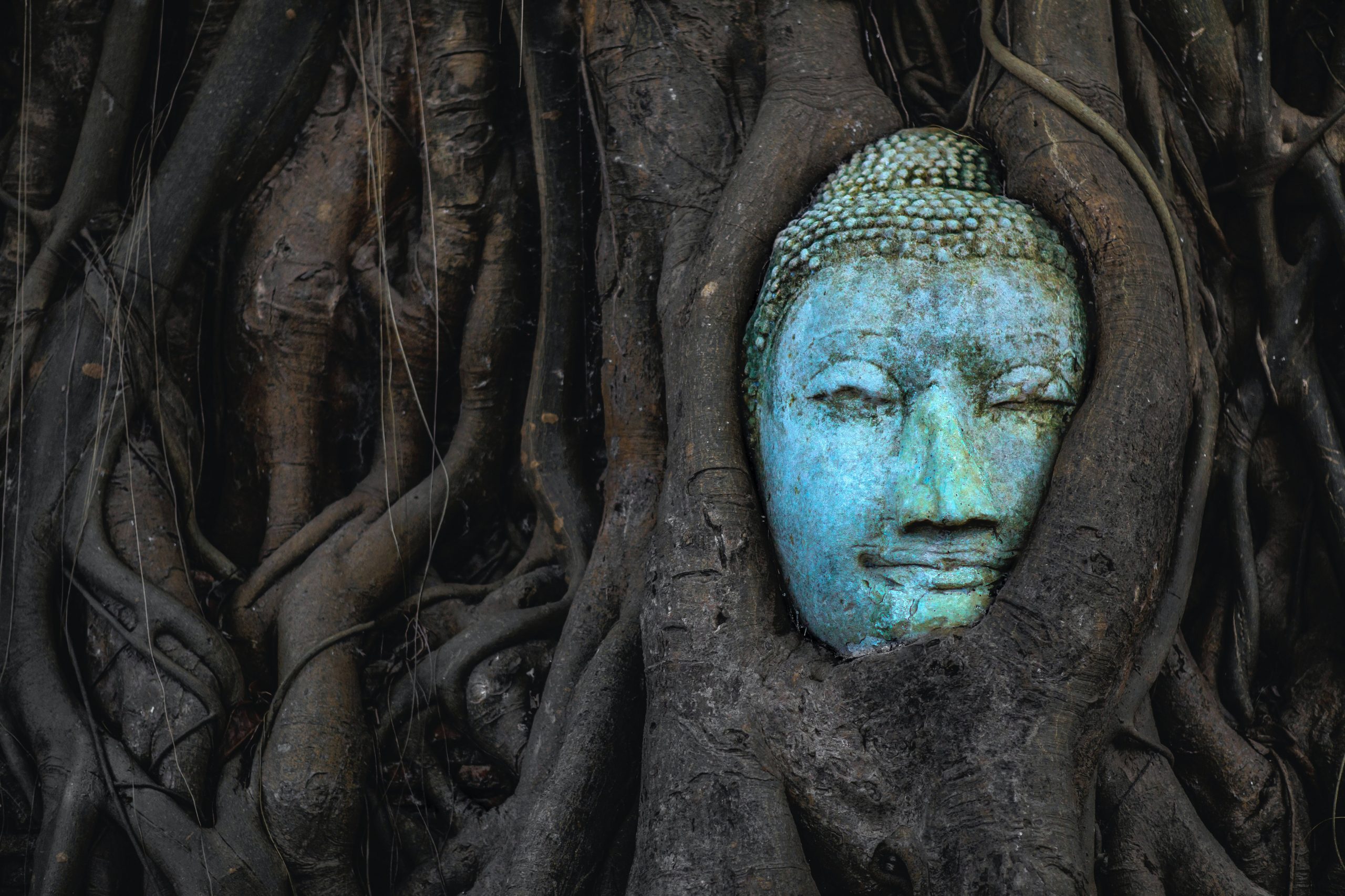 Buddha roots