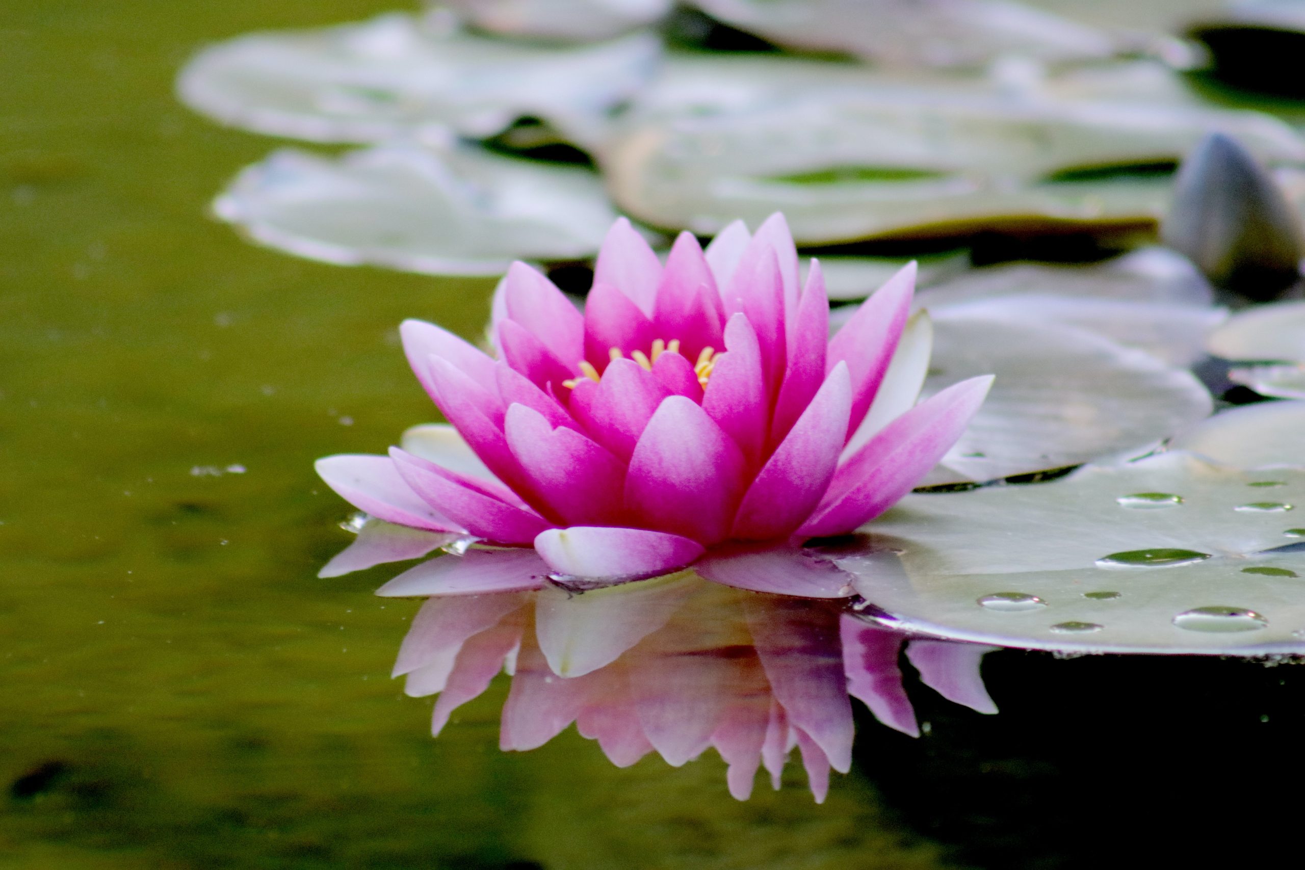 Chinese lotus flower in water
