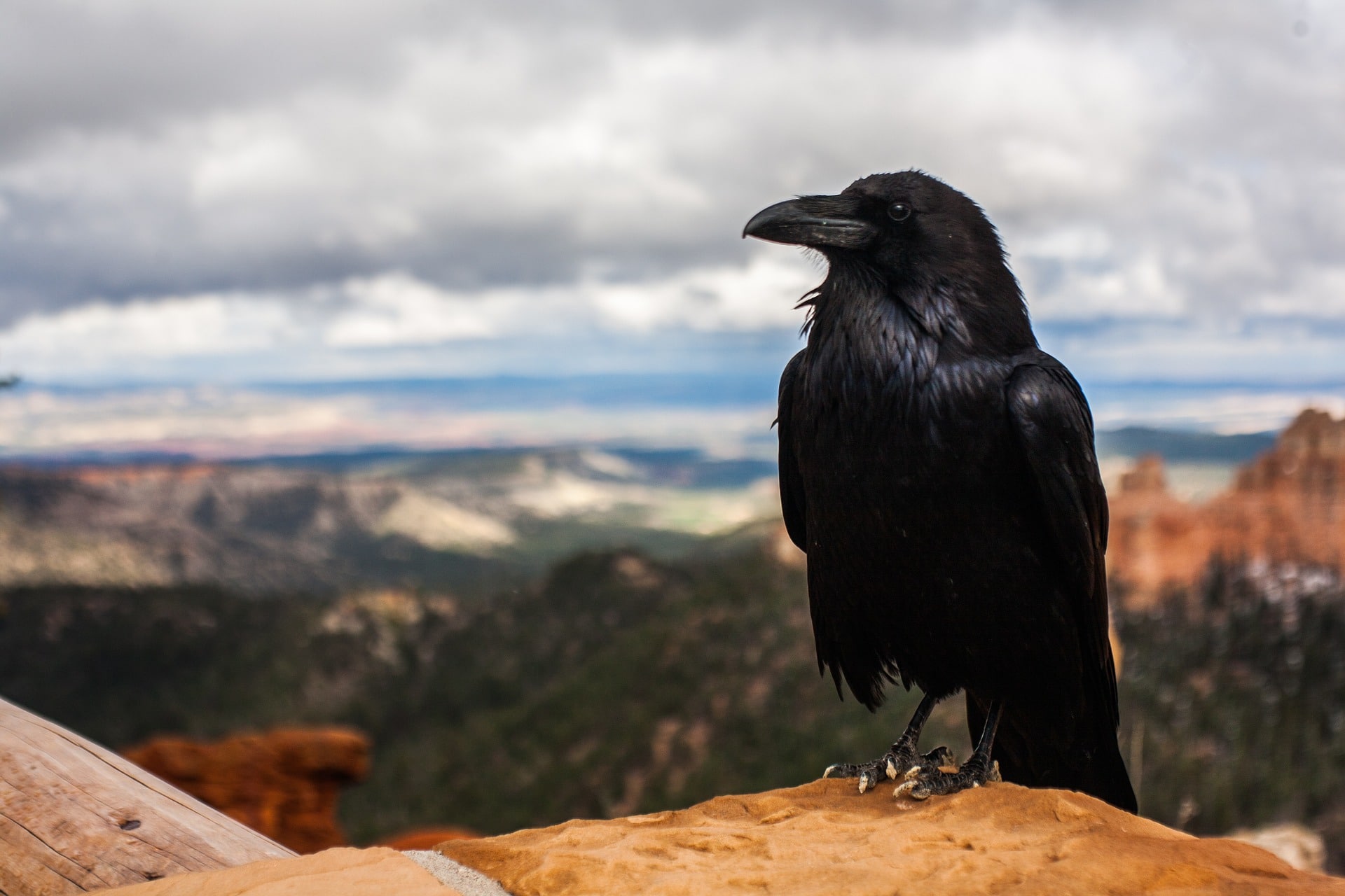 crow in mountains
