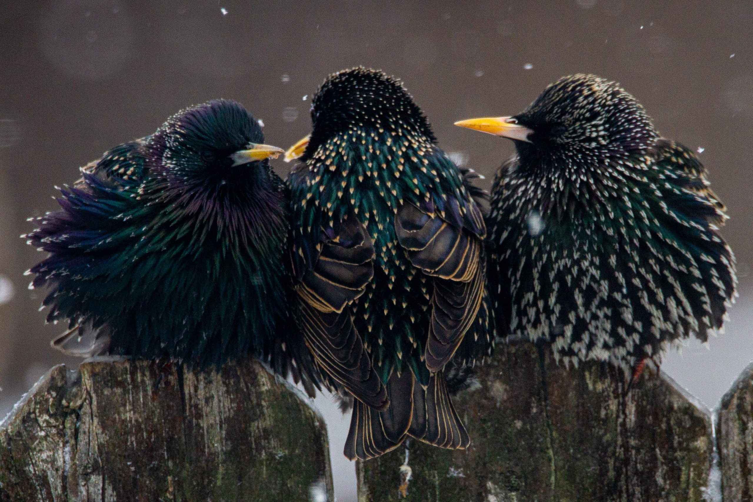 three starlings in snow