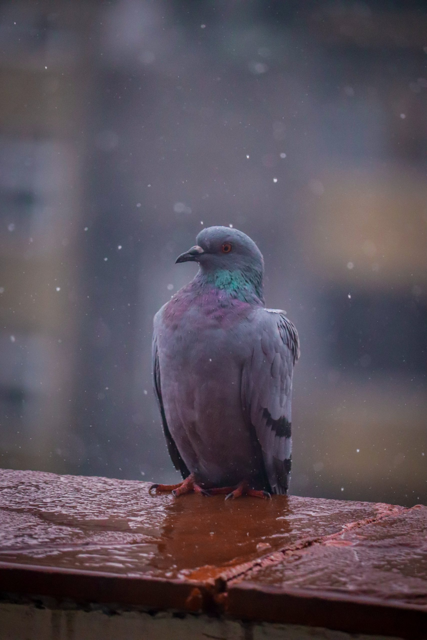 grey pigeon in snow