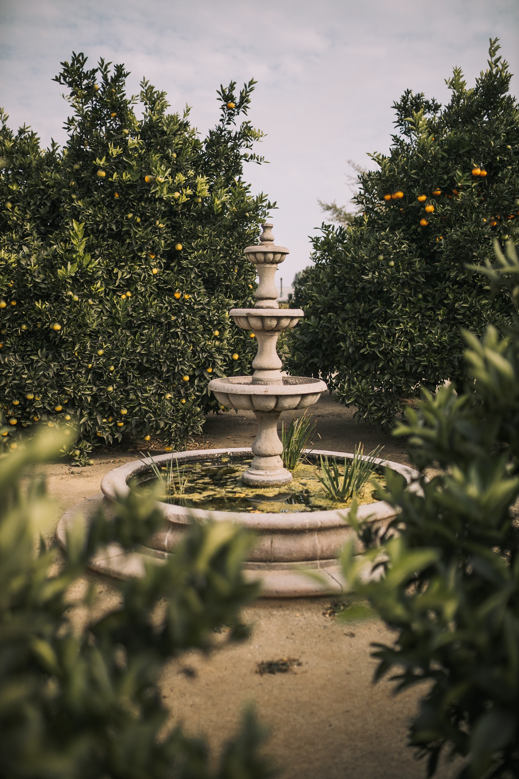 orange grove water fountain