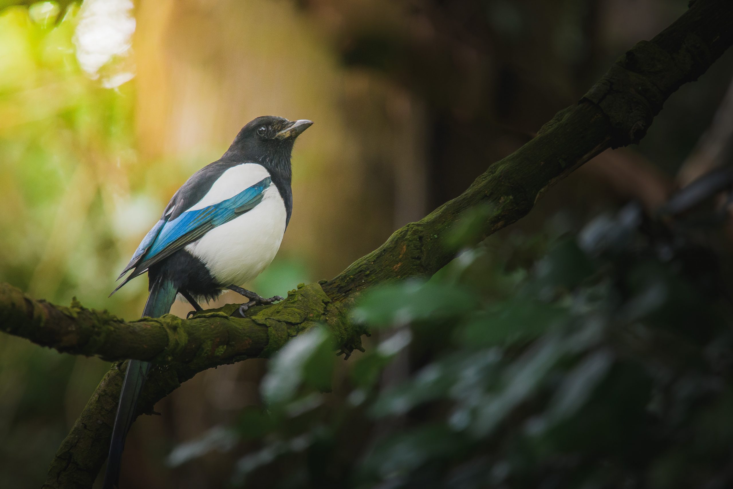 magpie on branch