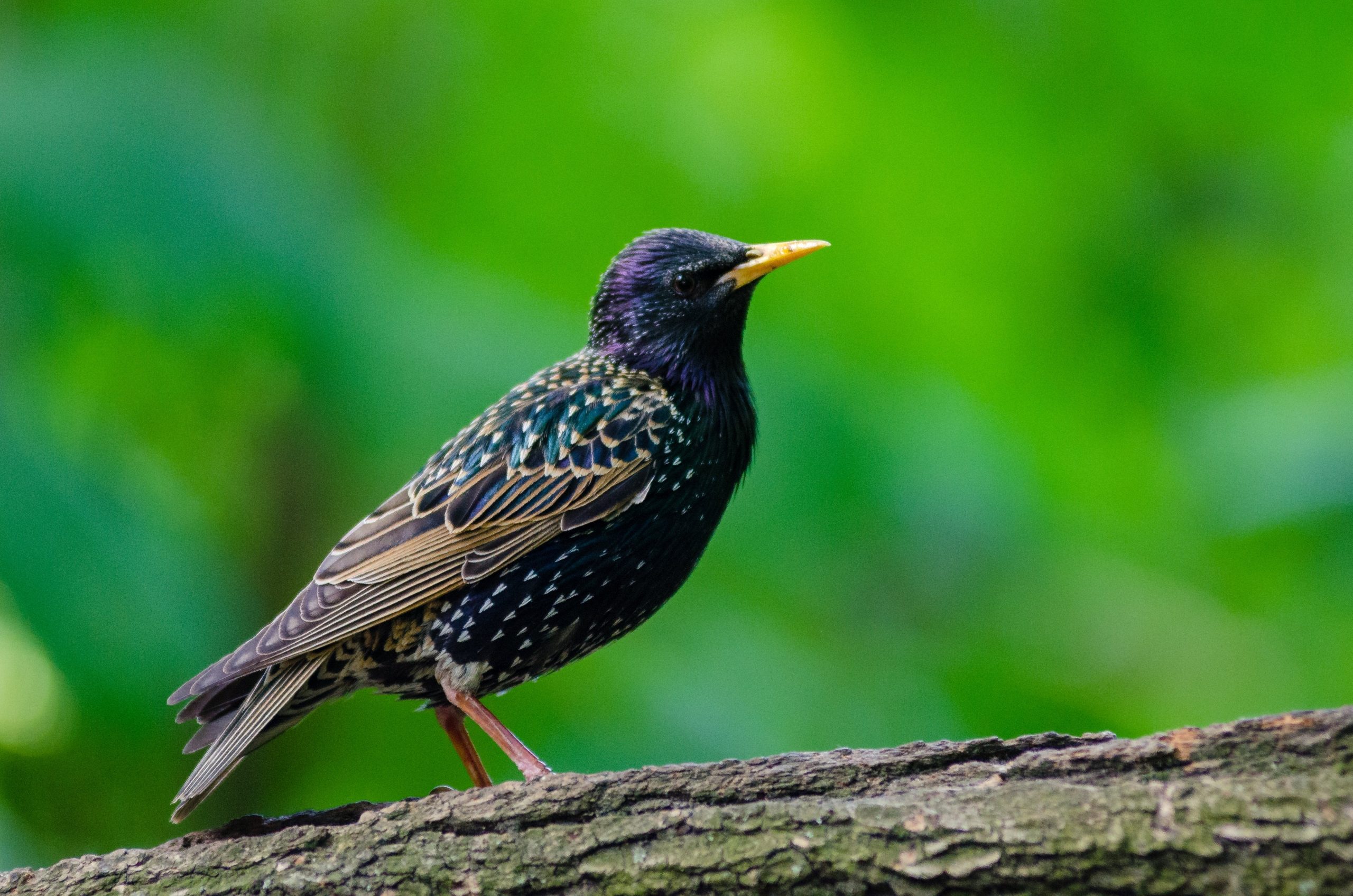 starling on log