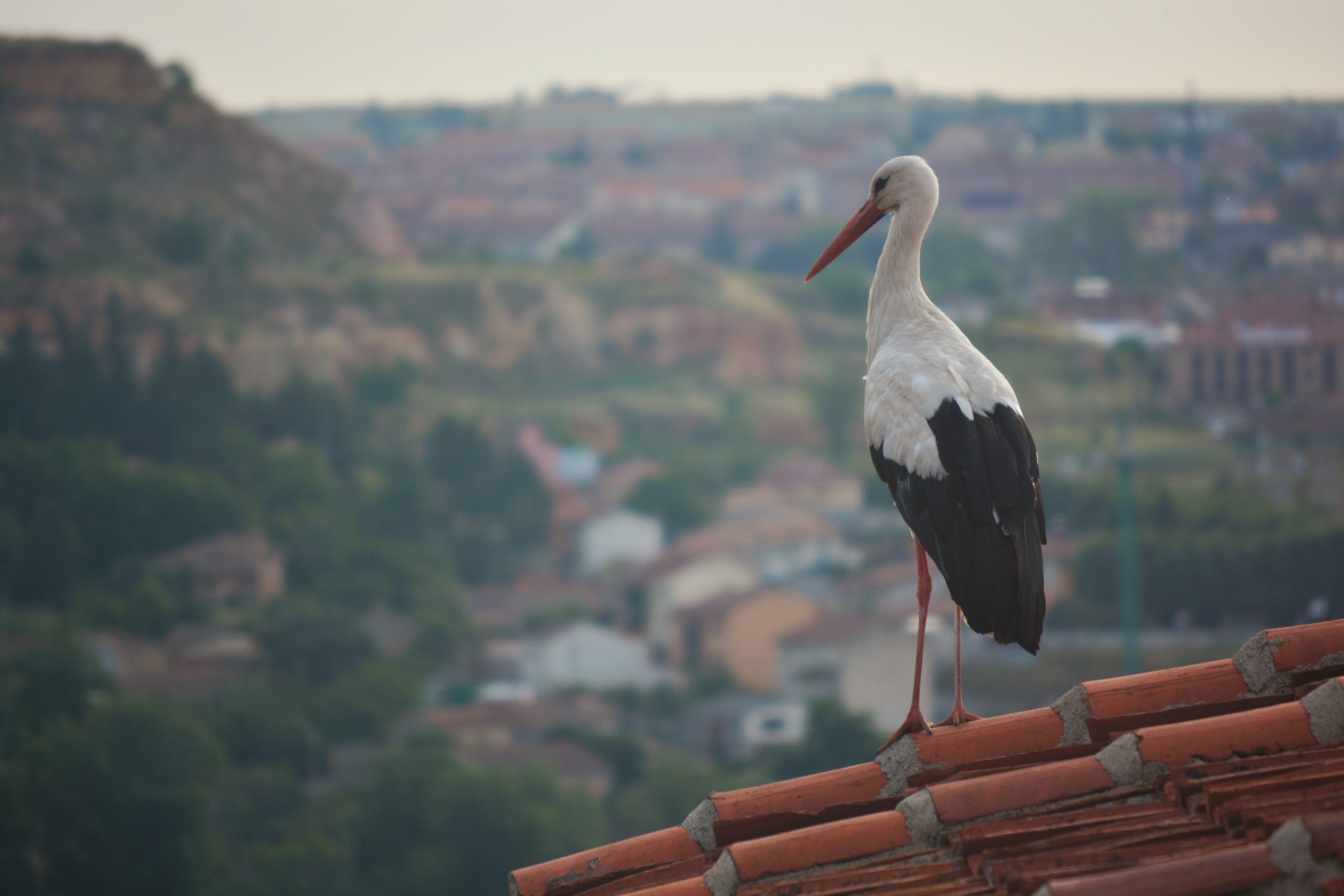 stork on roof