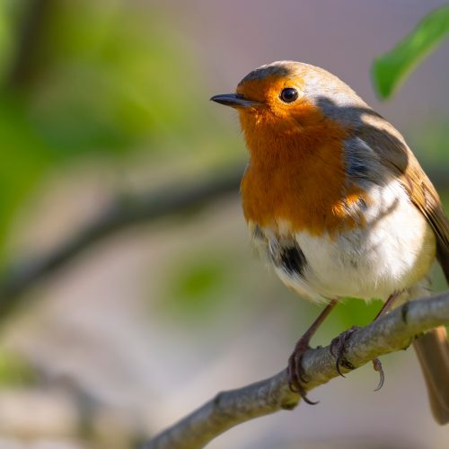 Spiritual Meaning of Birds: Messages from Our Feathered Friends