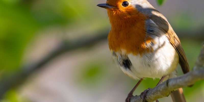 Spiritual Meaning of Birds: Messages from Our Feathered Friends