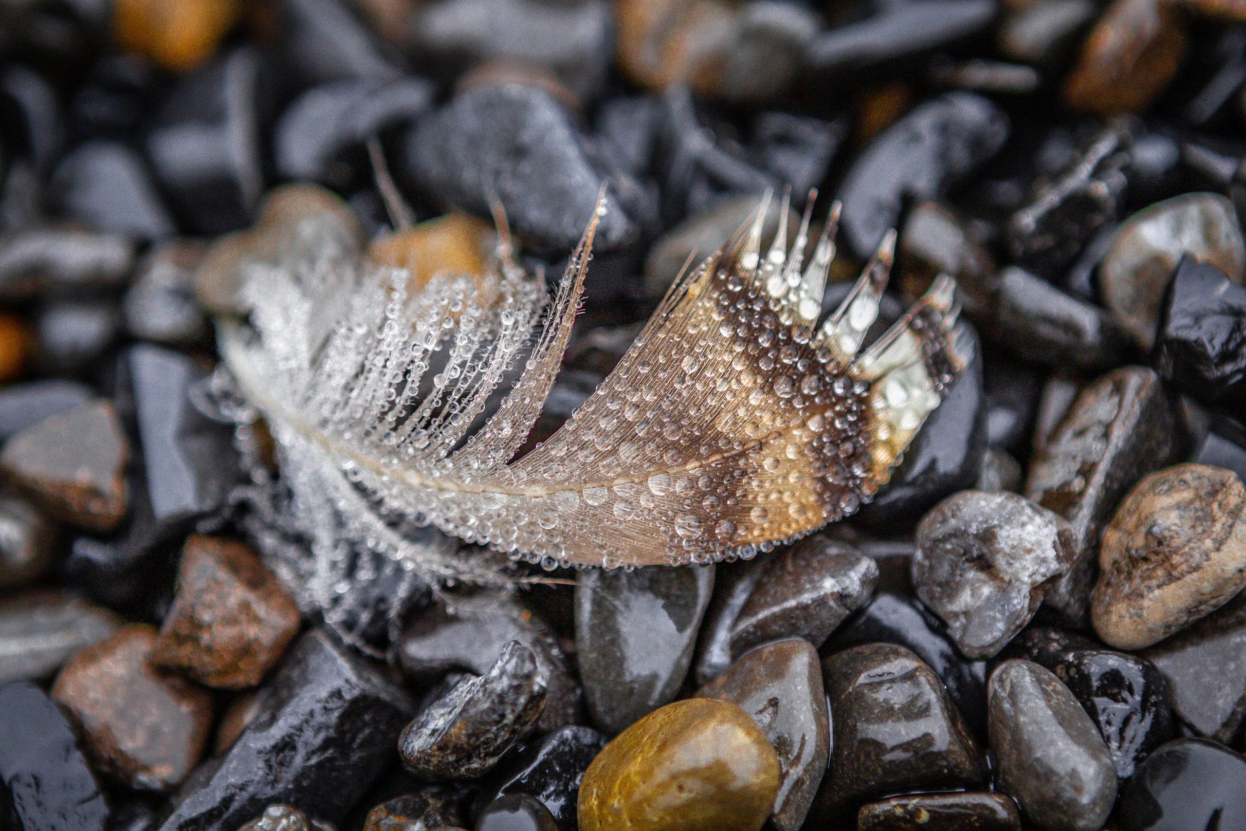 wet duck feather on pebbles