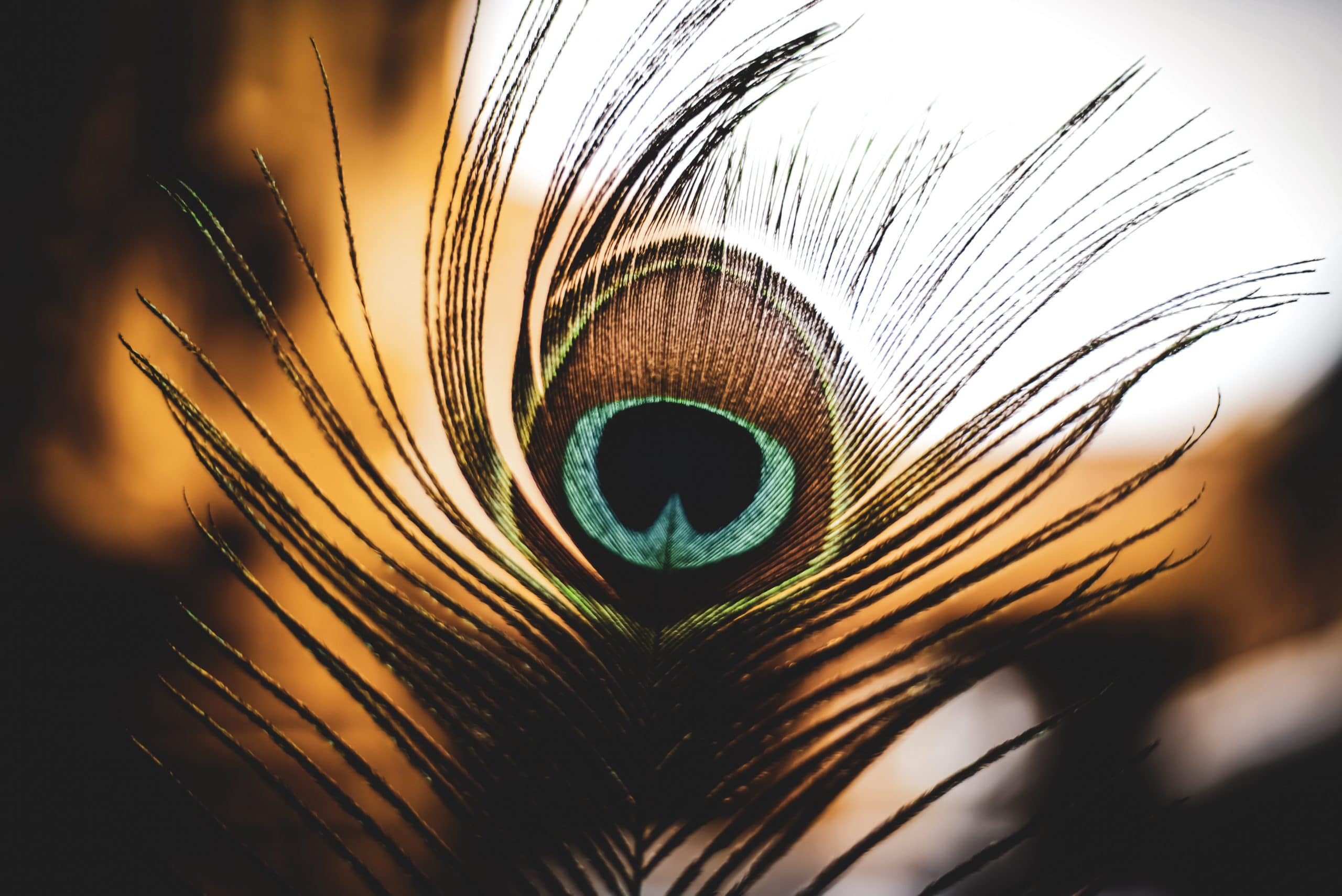 peacock feather in sun