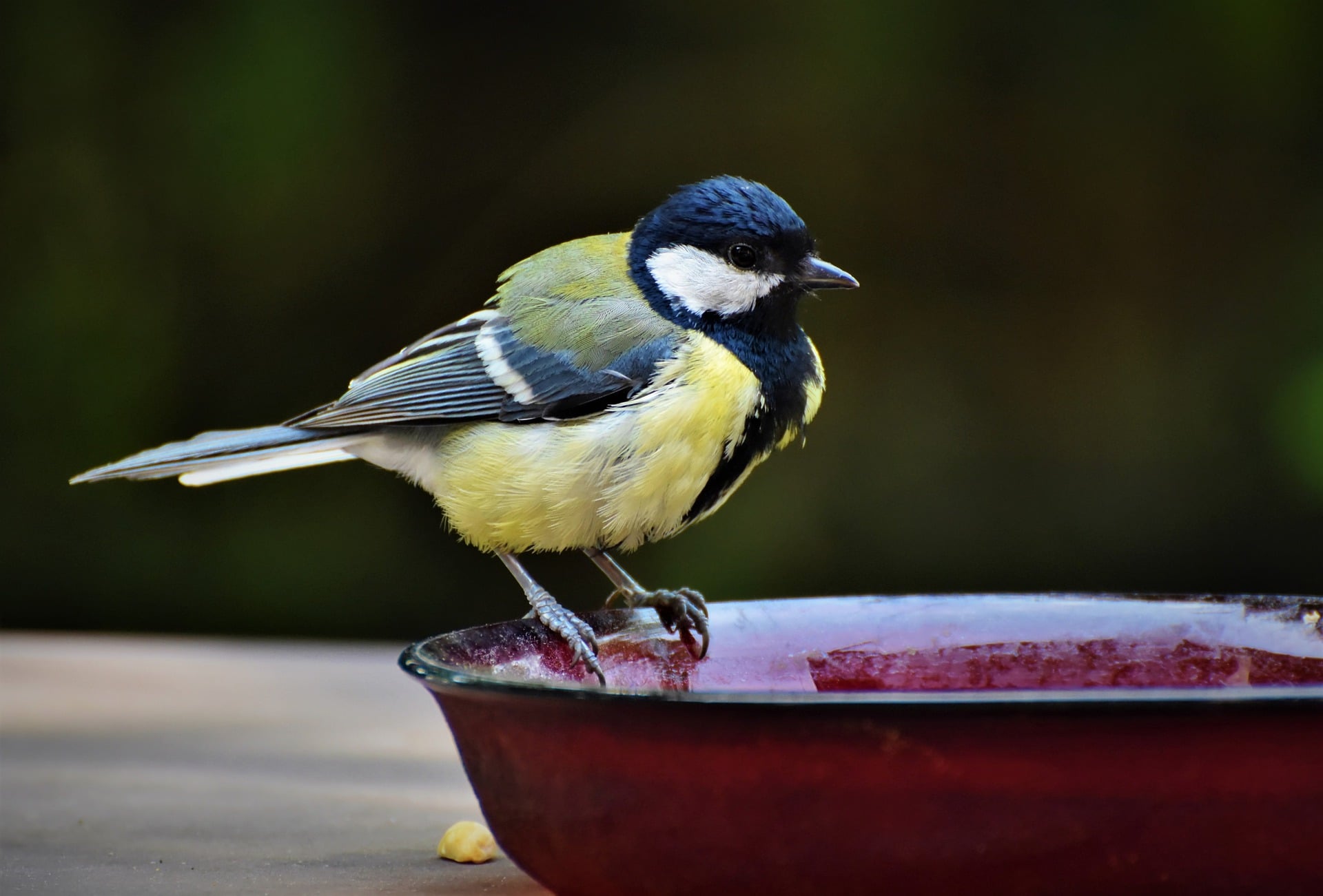 great tit on birdbath