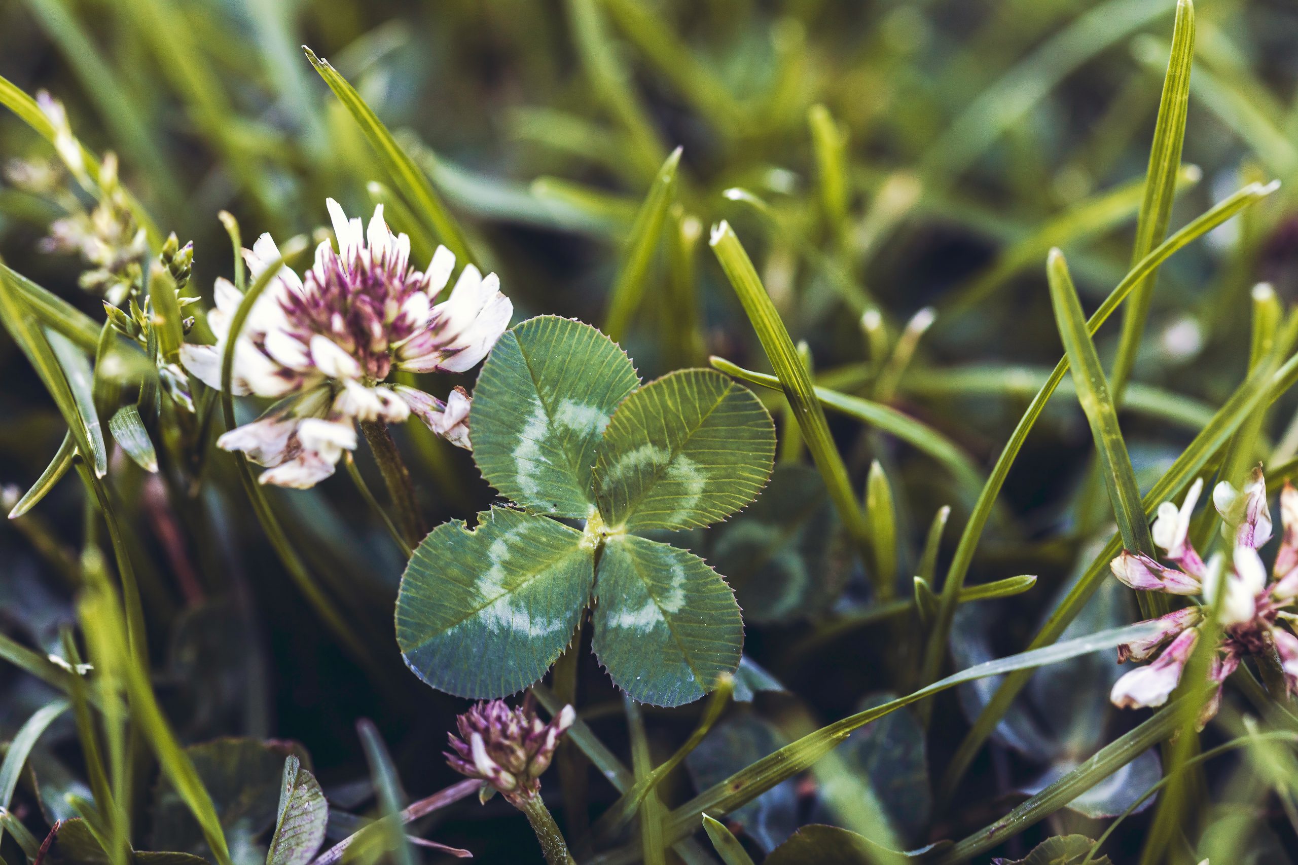 Four-Leaf Clover: The Spiritual Meaning of Finding a Four-Leaf