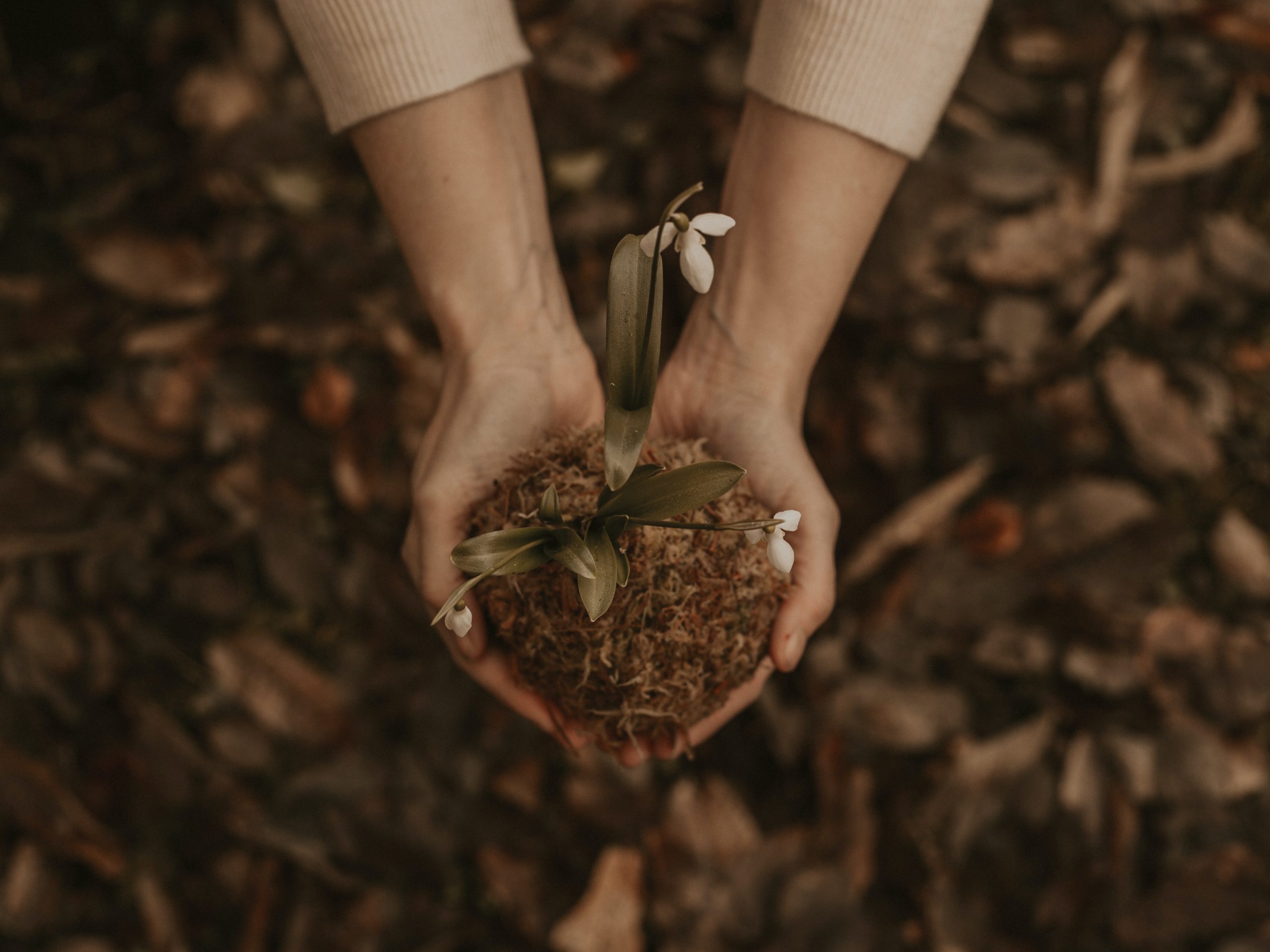 hands in soil with seedling