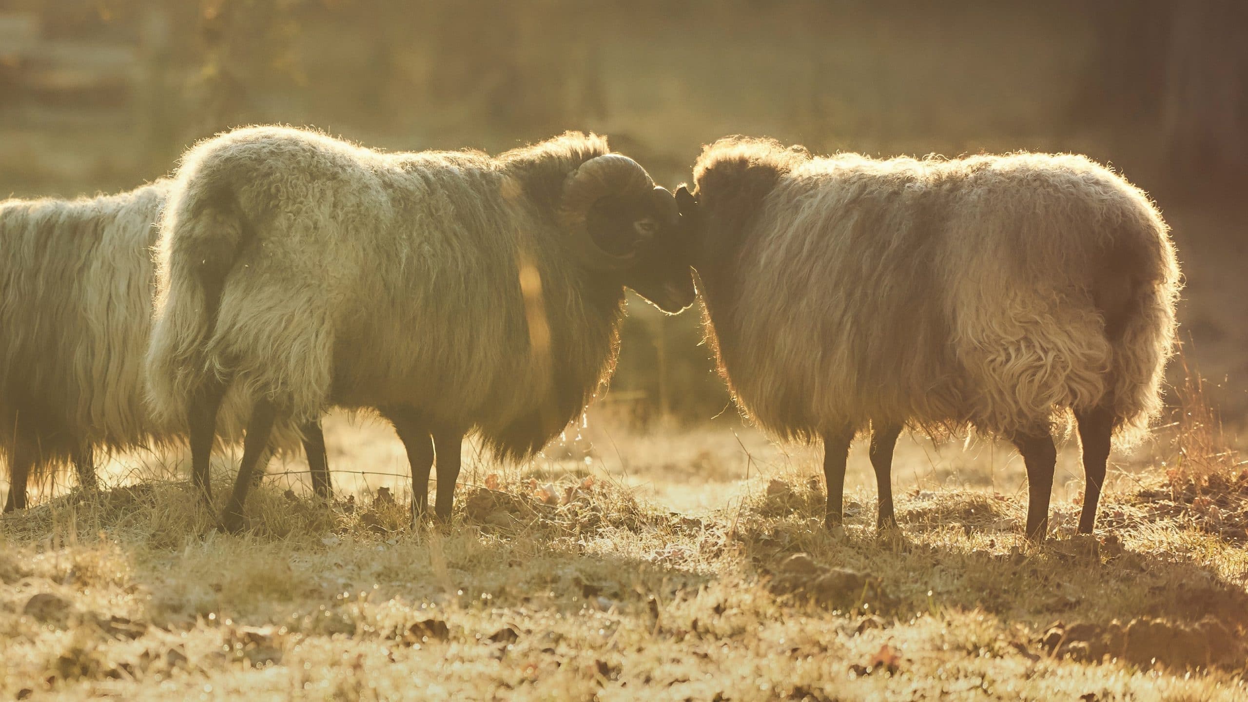 Ram and sheep head to head