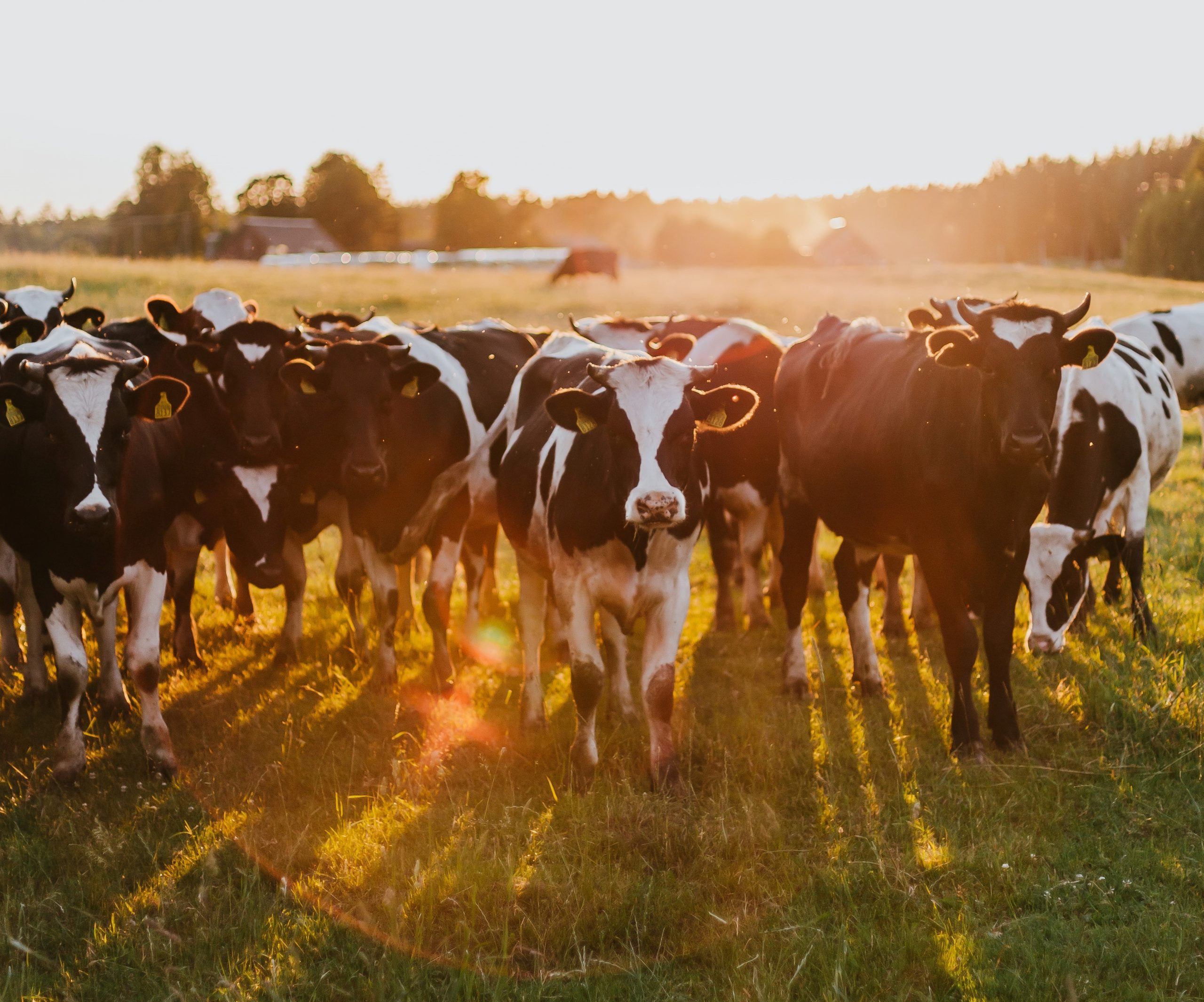 group of cattle in sunset