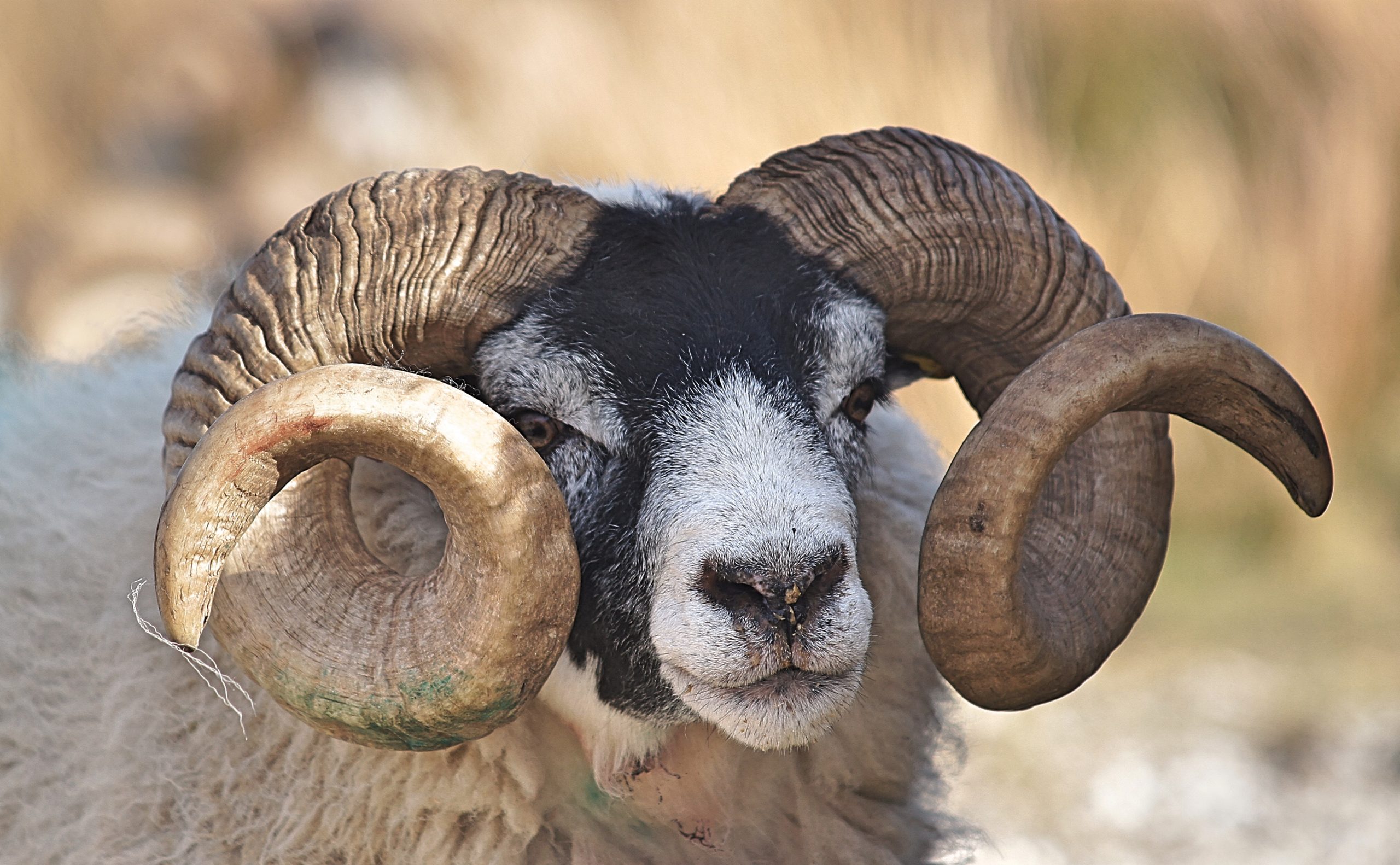 ram with horns