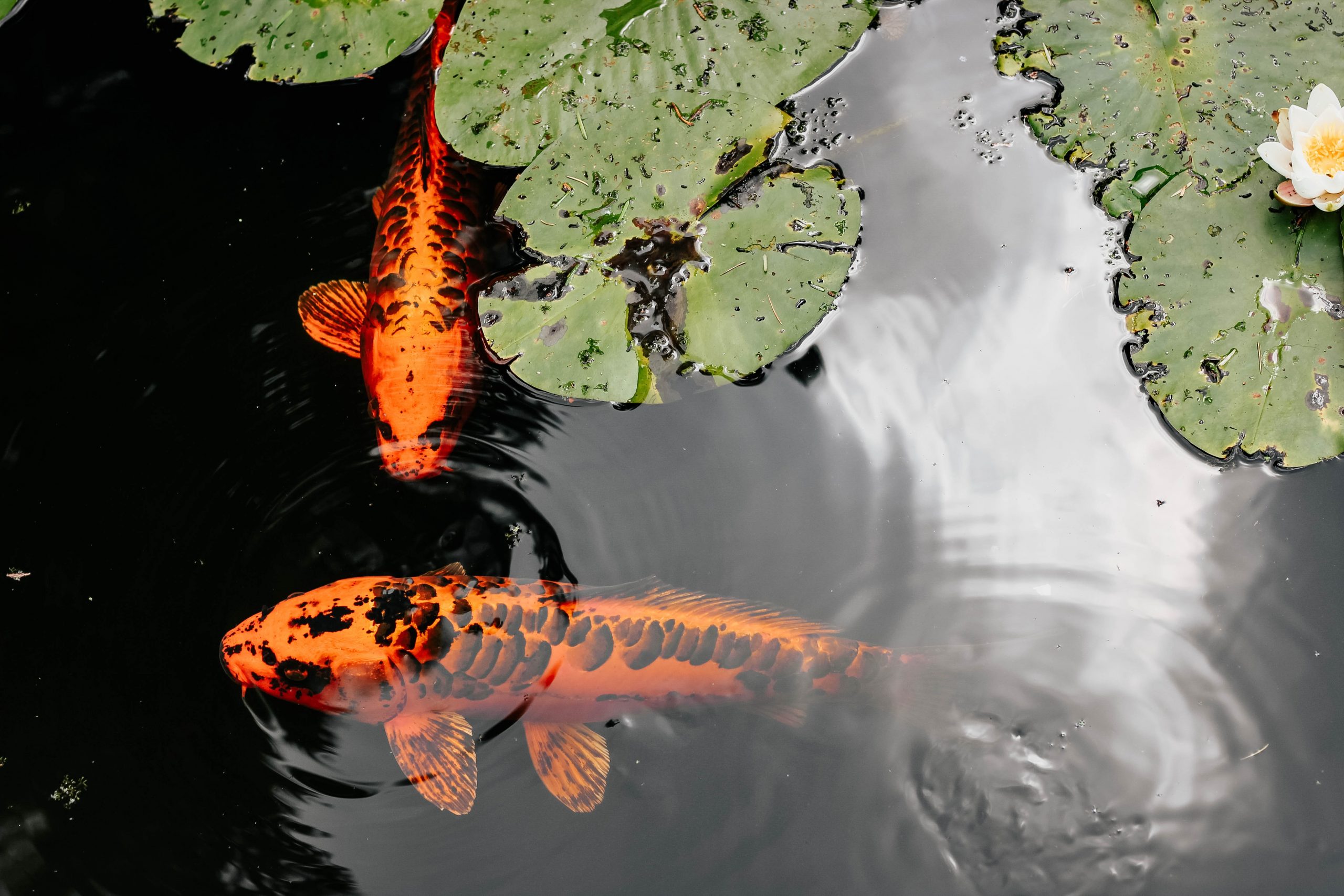 two koi fish with water lily pisces
