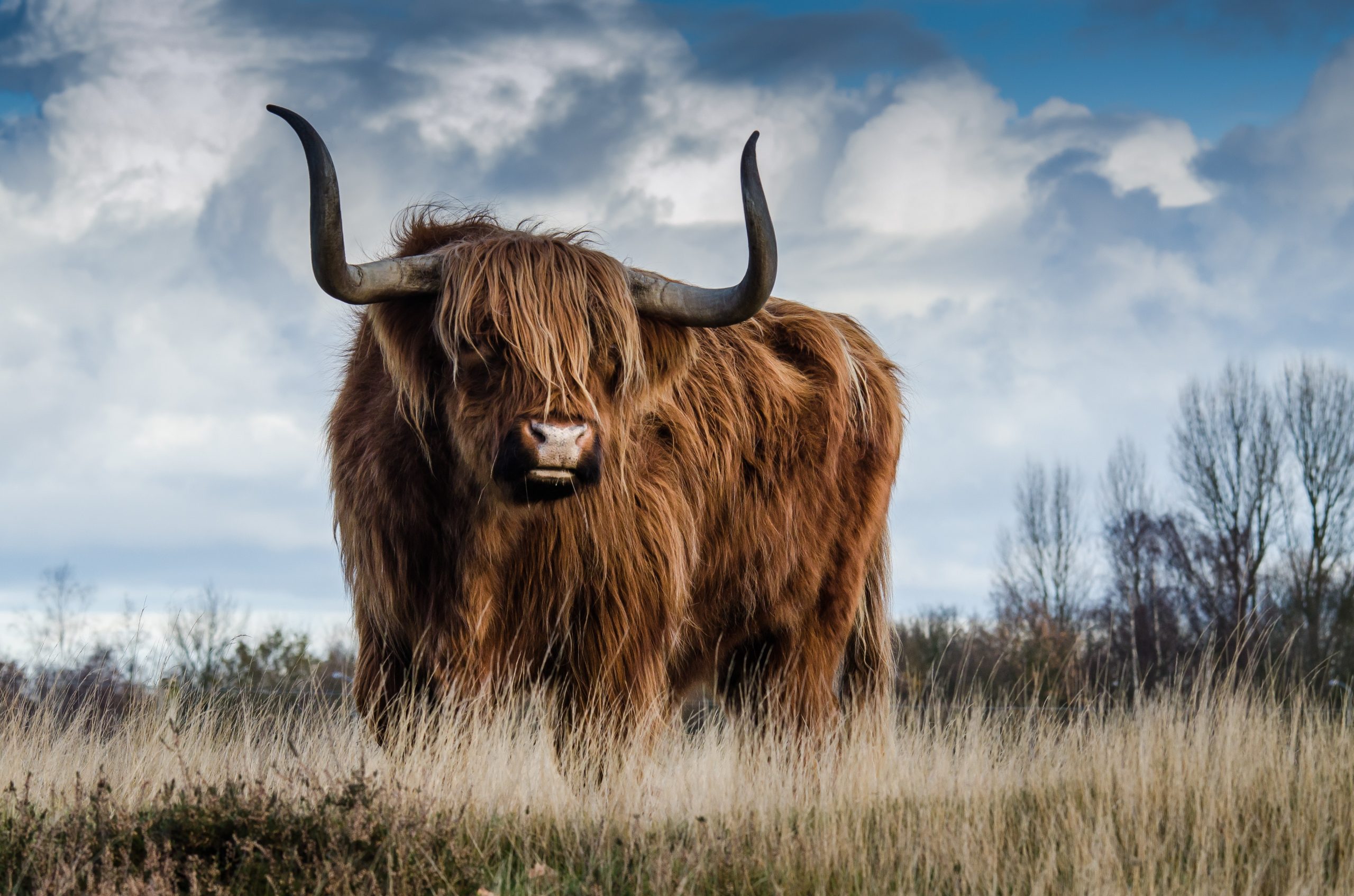 brown long haired steer with horns