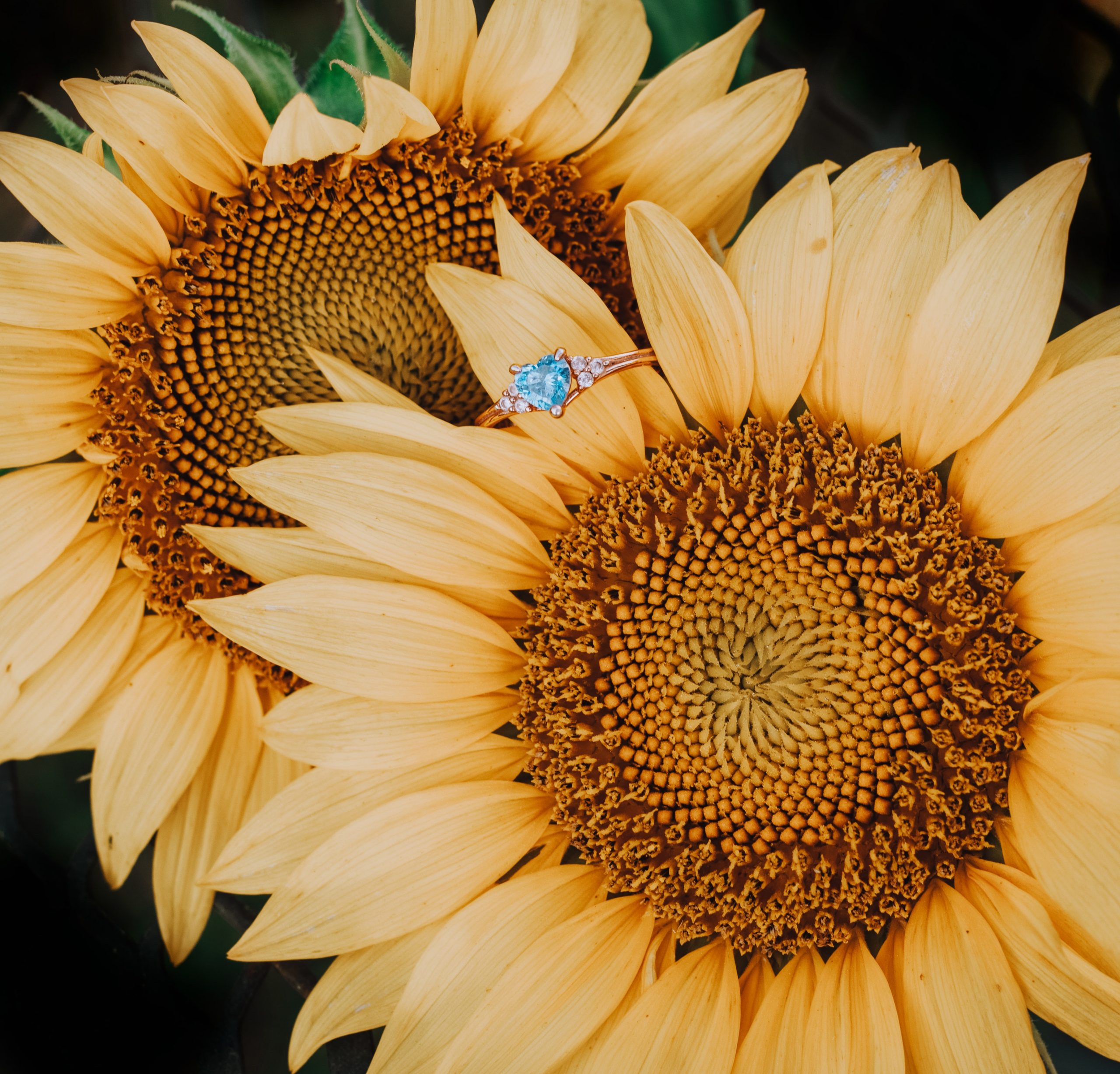 topaz ring on sunflowers