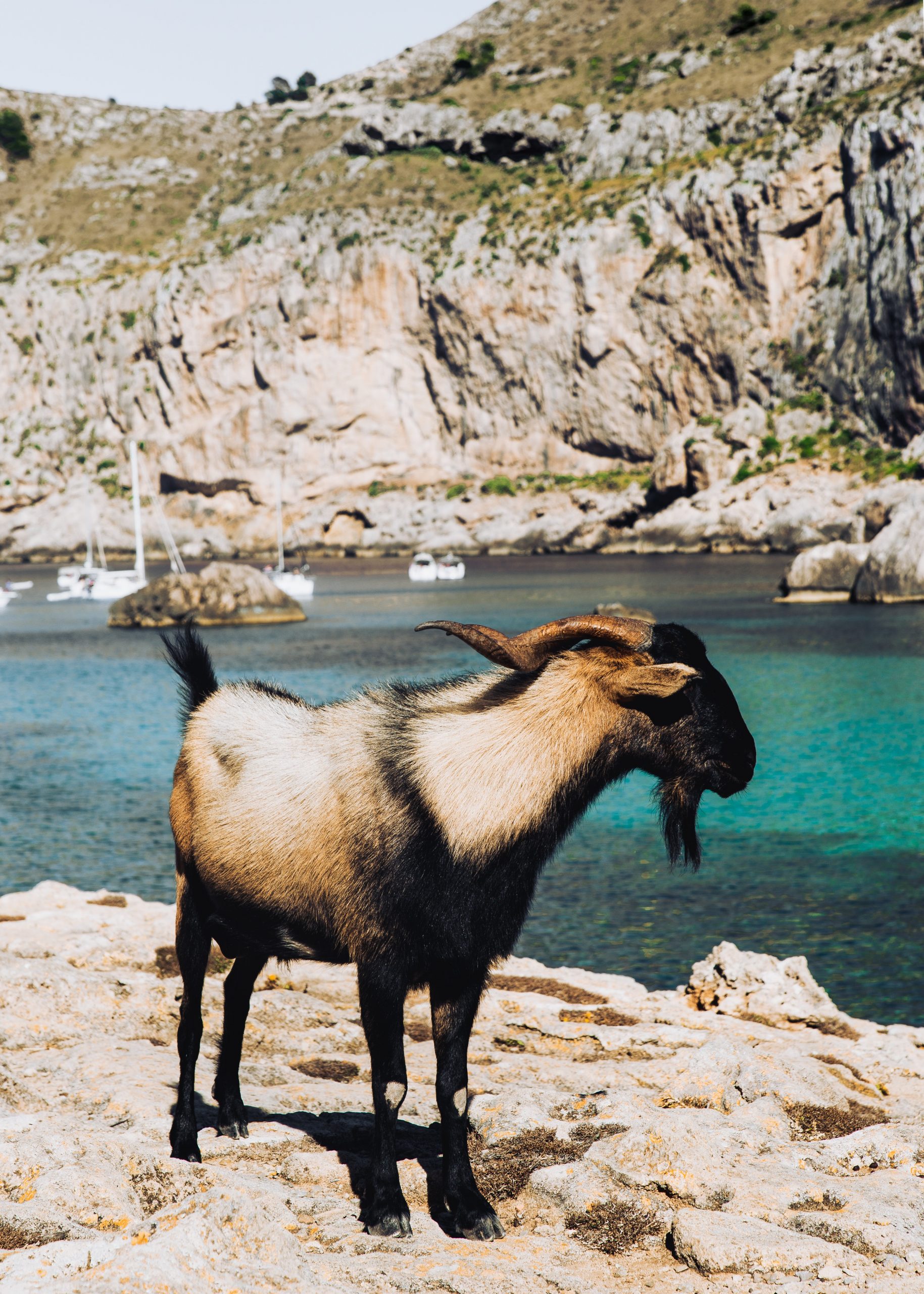 goat by the sea capricorn