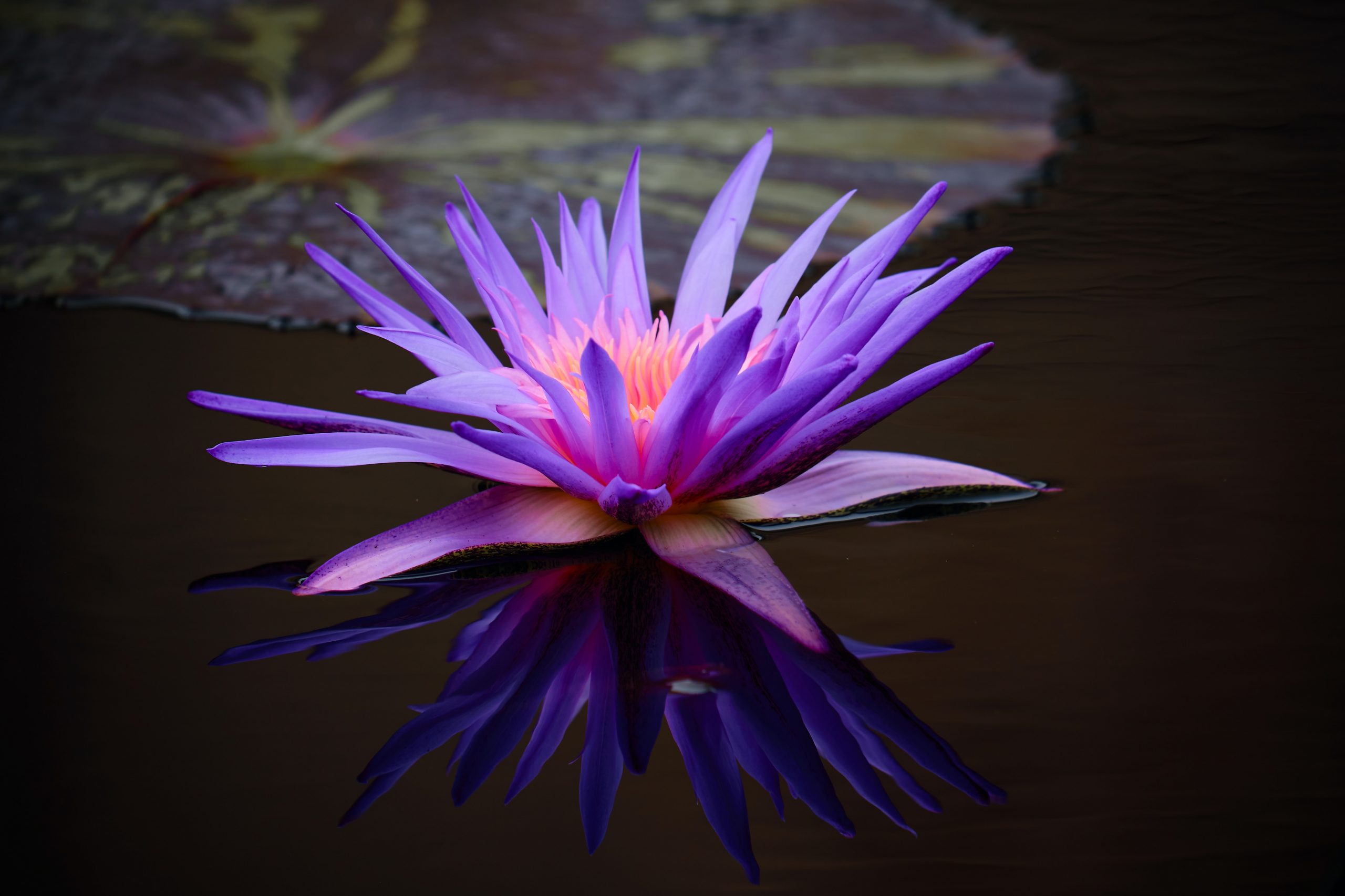 purple lotus and lily pad 