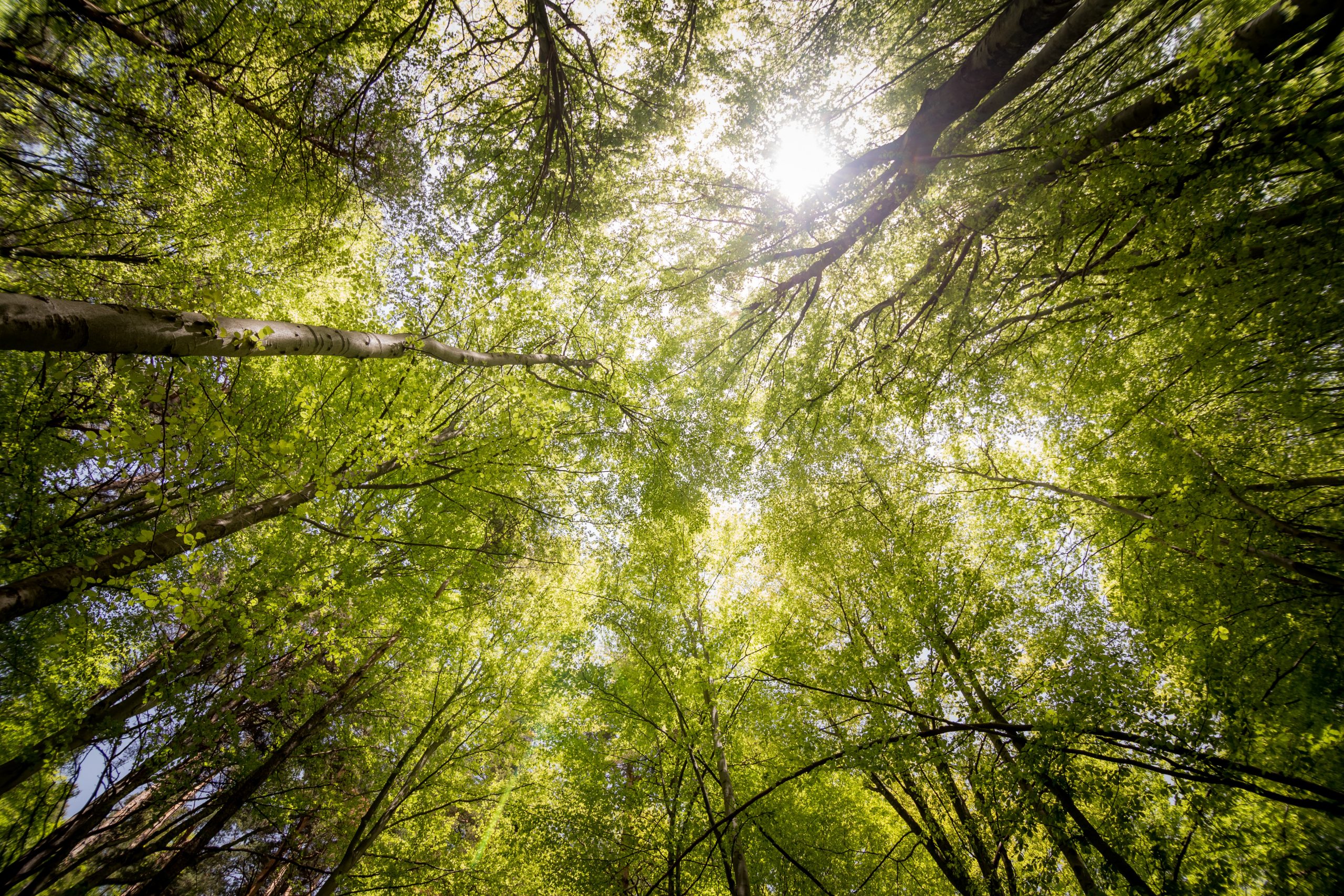 looking up through trees in forrest