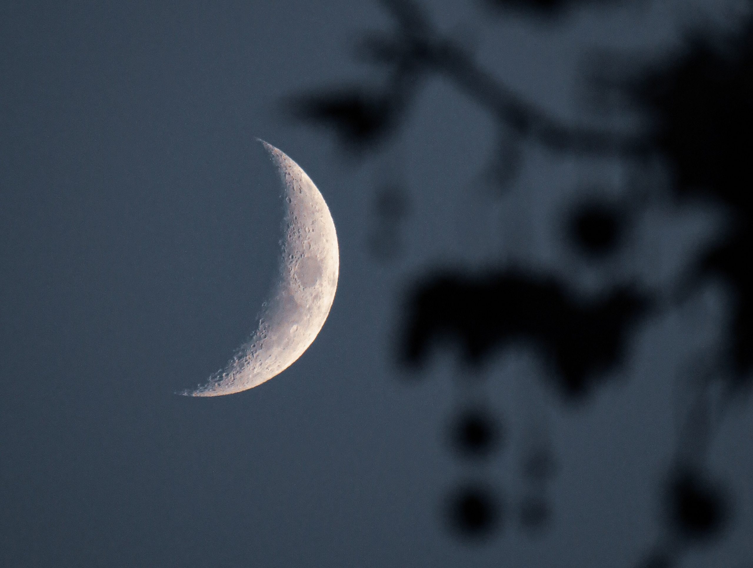 waxing crescent moon through trees