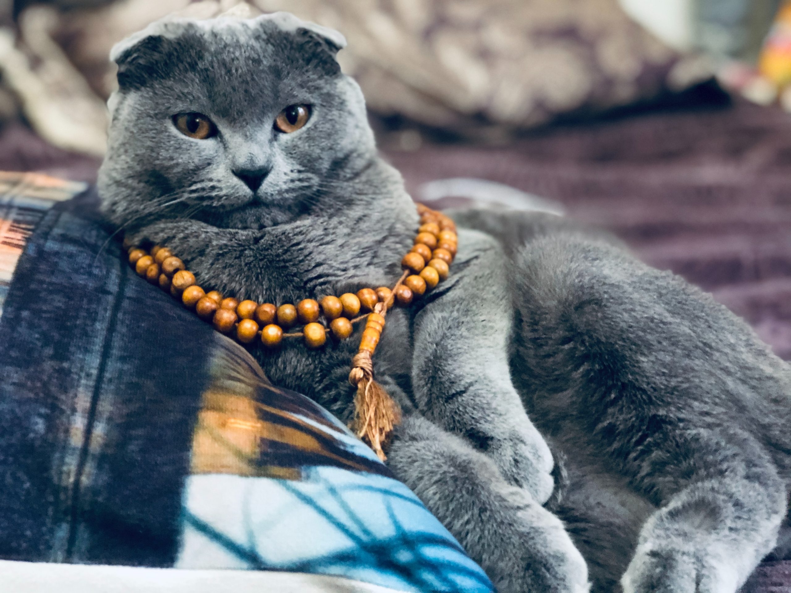 light wood mala beads on grey cat