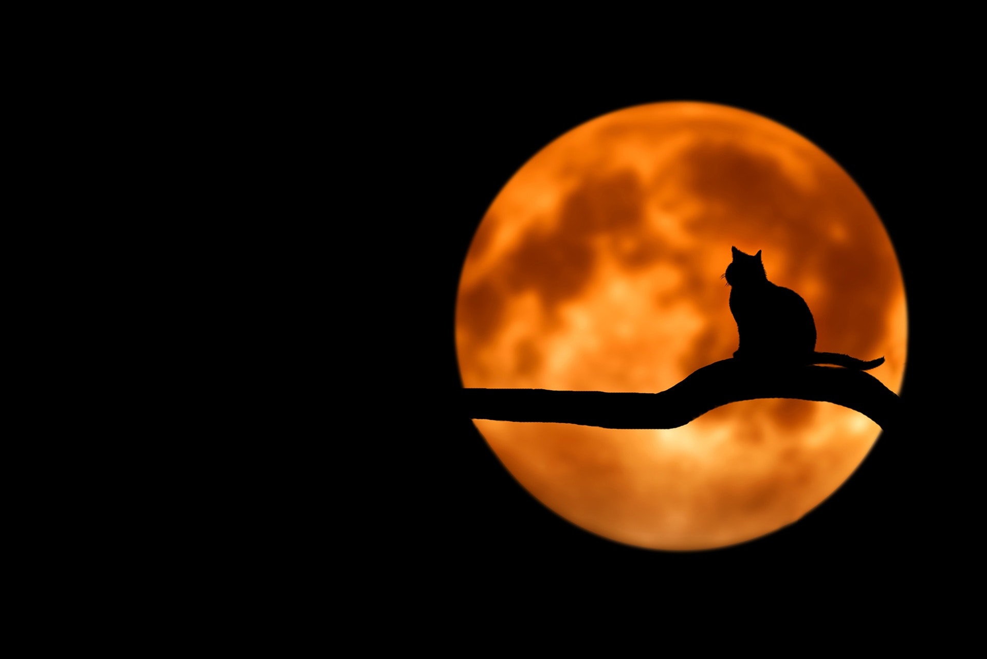 cat silhouette orange full moon