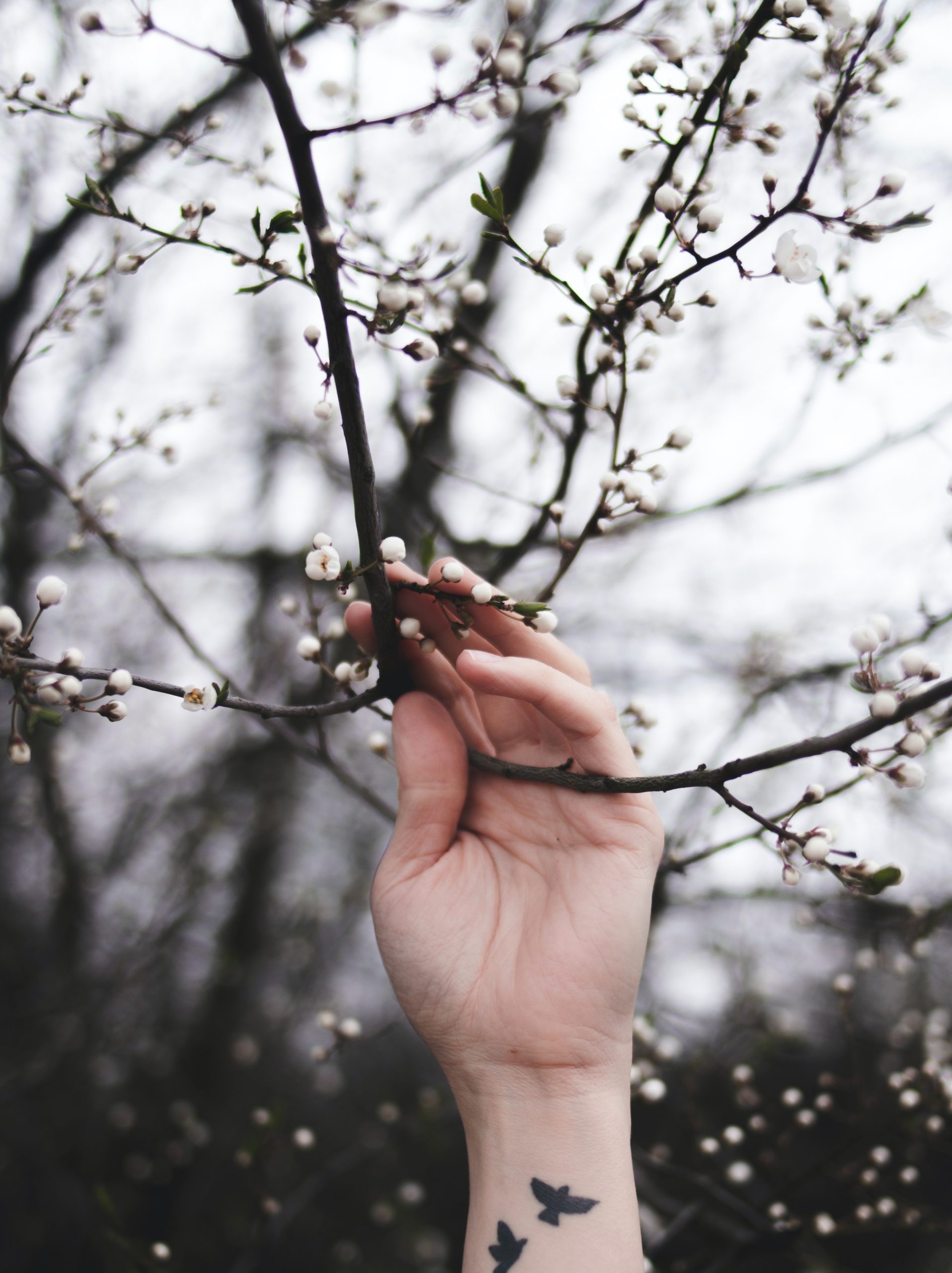 hand reaching spring white blossoms tree branches