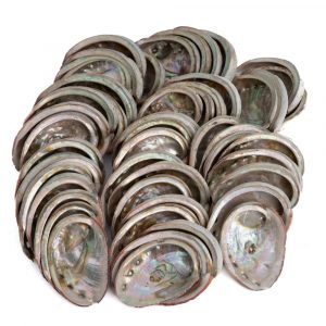 Abalone Shells from Chile - 50 to 100 mm - Bulk Packaging (pallet) - 500 KG (approx. 2000 ~ 3000 pieces)