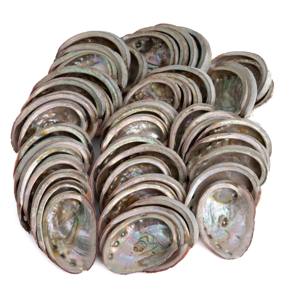 Abalone Shells from Chile - 50 to 100 mm - Bulk Packaging (Pallet) - 100 KG (approx. 400 ~ 500 pieces)